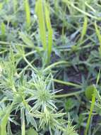 Imagem de Eryngium vaseyi Coult. & N. E. Rose