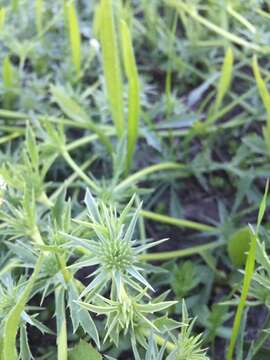 Image de Eryngium vaseyi Coult. & N. E. Rose