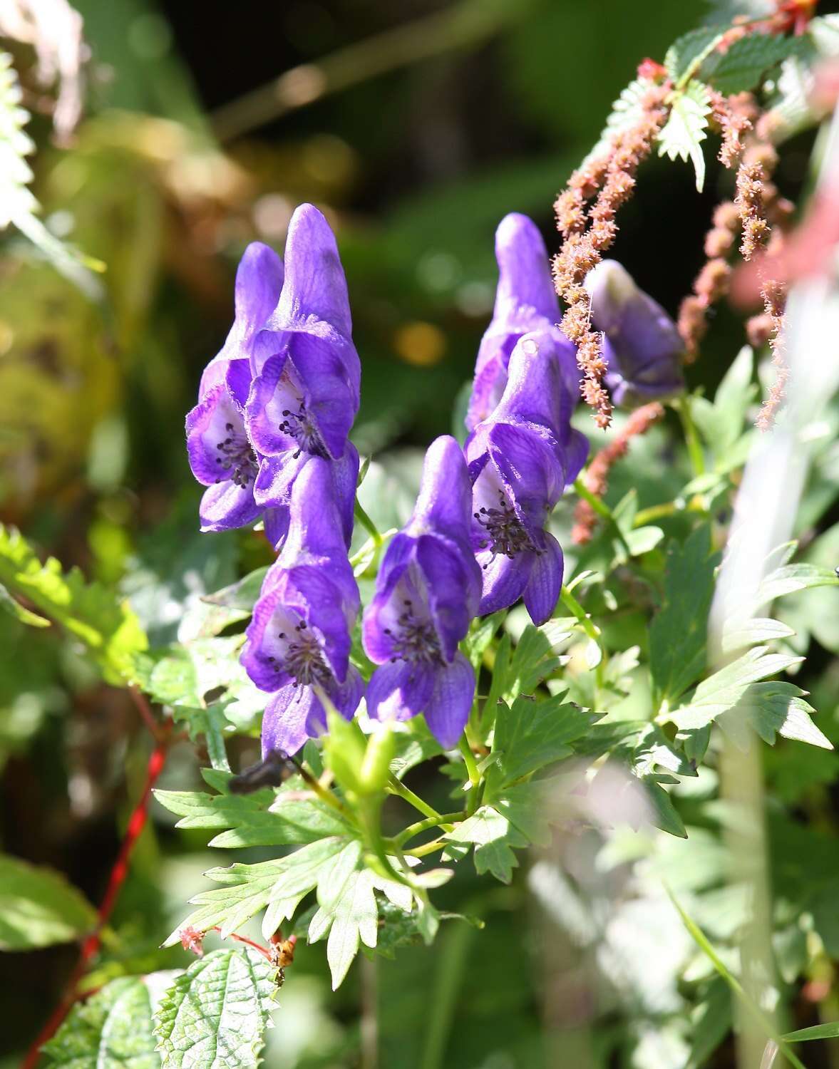 Image of Aconitum japonicum subsp. japonicum