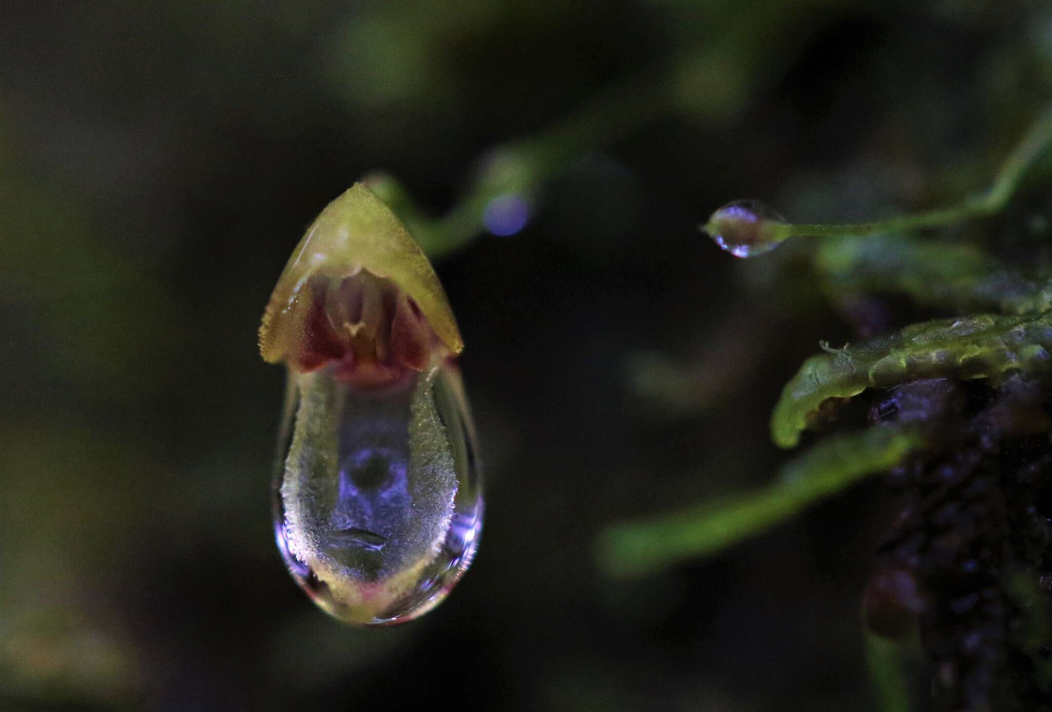 Image of Specklinia caulophryne