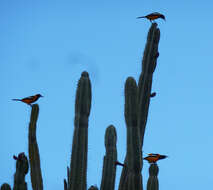 Image of Venezuelan Troupial