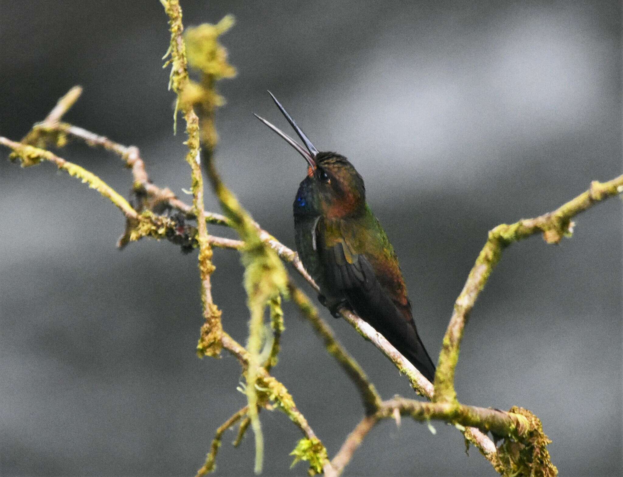 Image of Rufous-gaped Hillstar