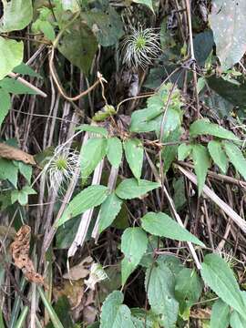 Image of Clematis lasiandra Maxim.