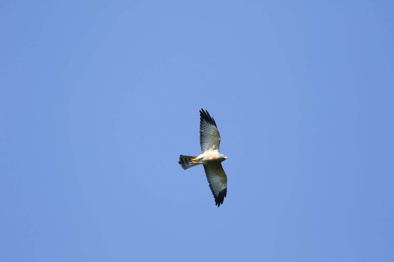 Image of Chinese Sparrowhawk