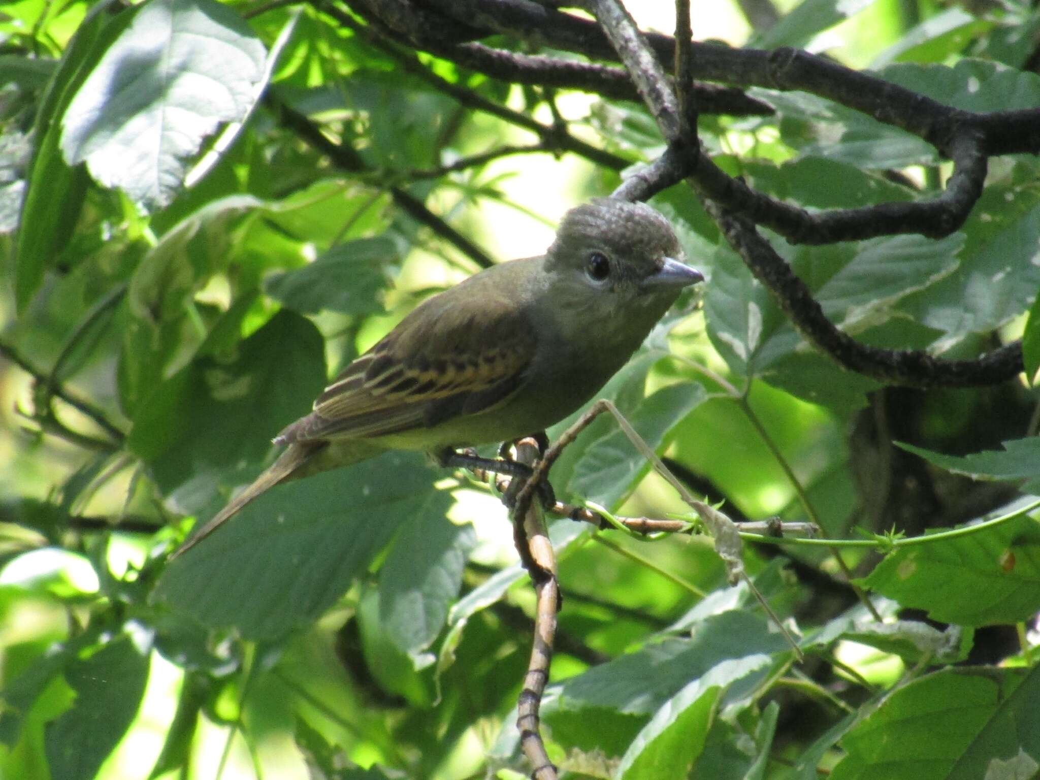 Pachyramphus polychopterus (Vieillot 1818) resmi