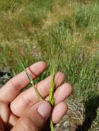 Image of barbed goatgrass