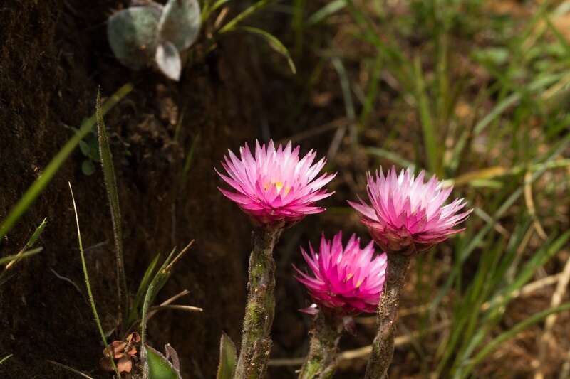 Image de Helichrysum ecklonis Sond.