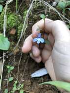 Image of edging lobelia