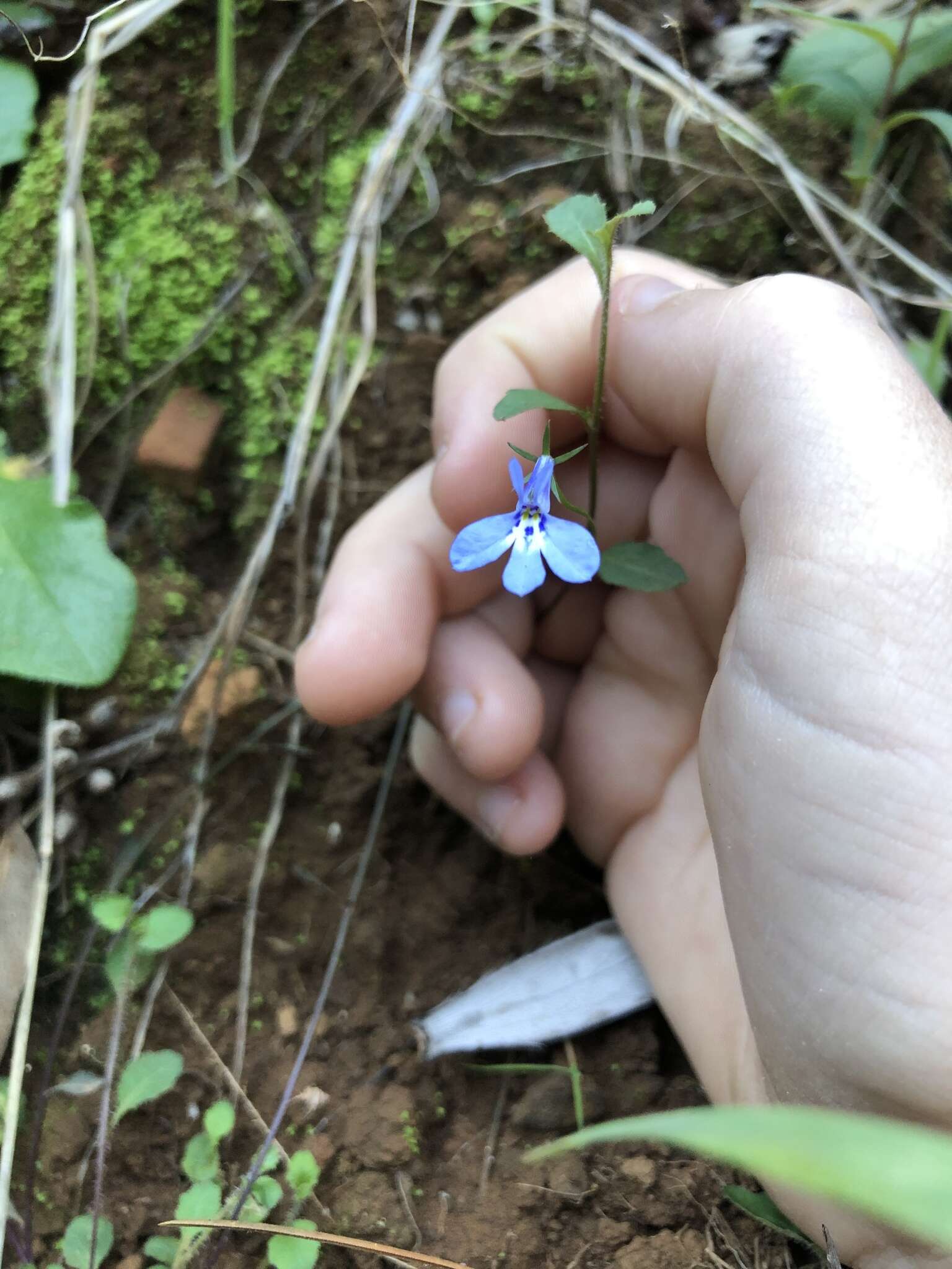 Image of edging lobelia