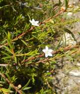 Image of Philotheca pungens (Lindl.) Paul G. Wilson