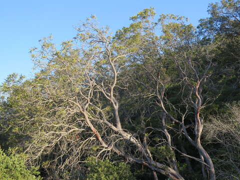 Image of Catalina ironwood