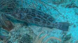 Image of Black Grouper