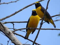 Image of scrub euphonia