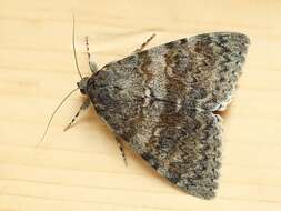 Image of french red underwing