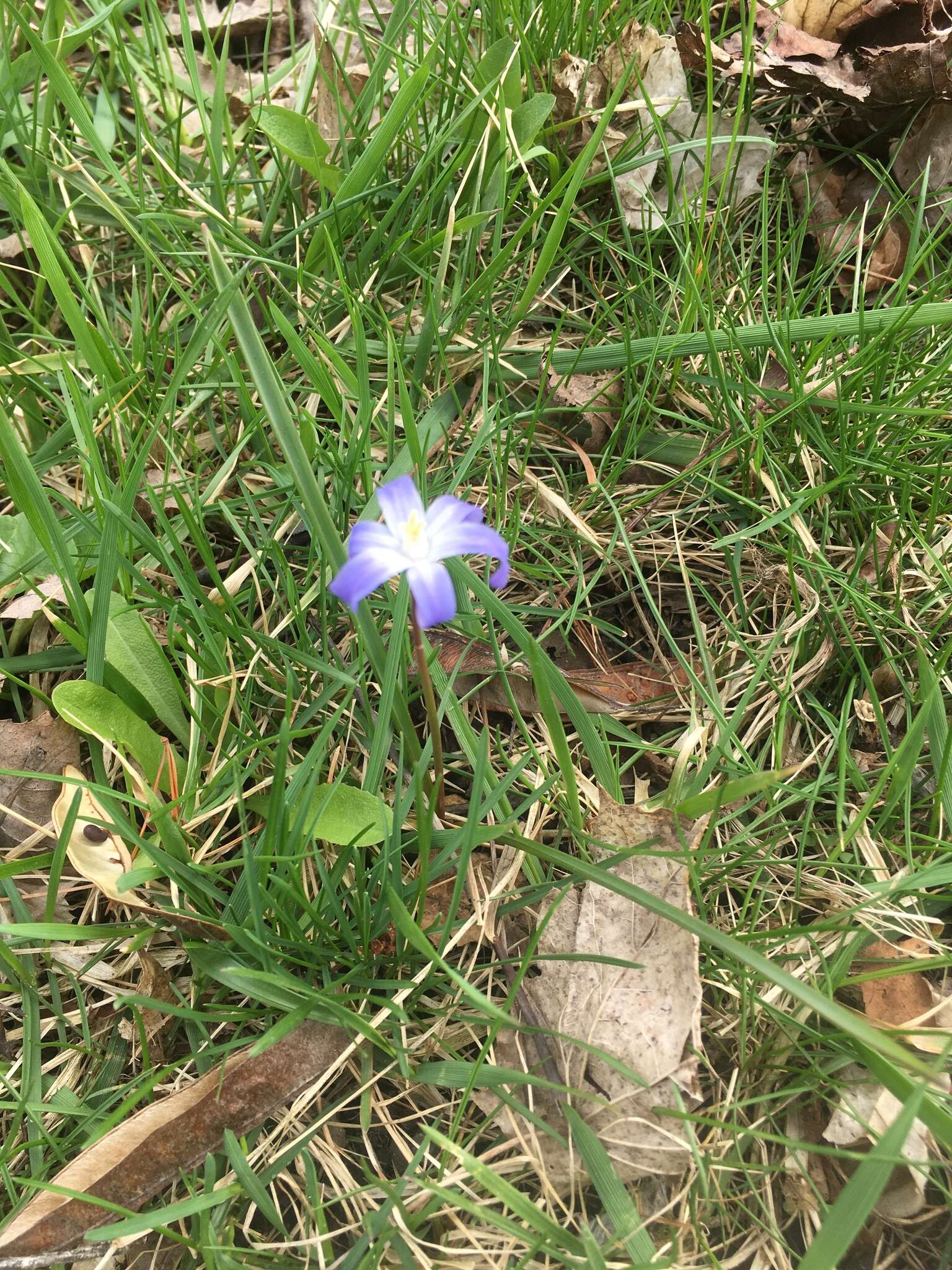 Image de Scilla luciliae (Boiss.) Speta