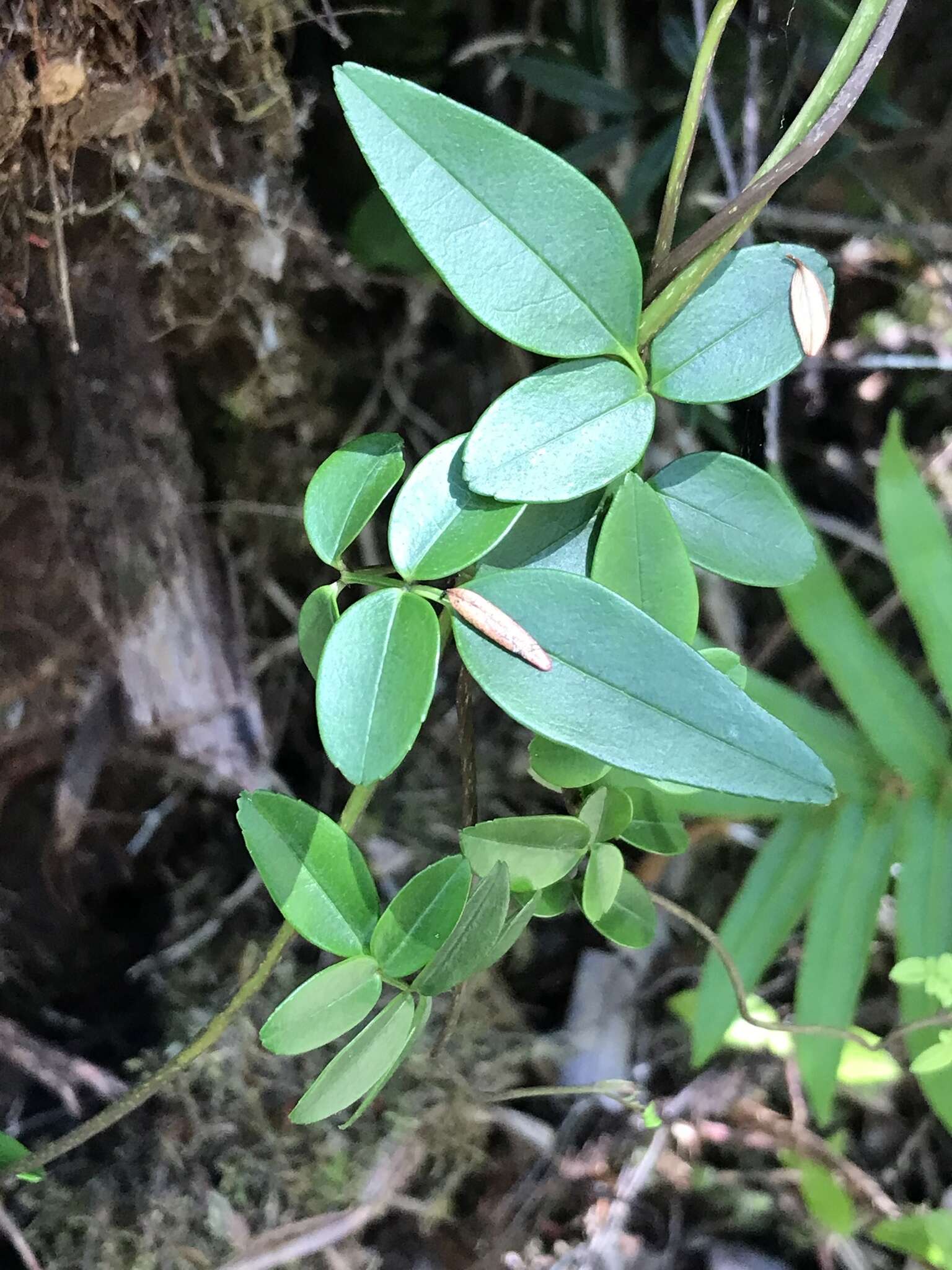 Image of Campsidium valdivianum Skottsb.