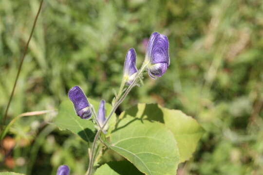 Aconitum volubile var. pubescens Regel的圖片