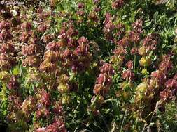 Image of Salvia multicaulis Vahl