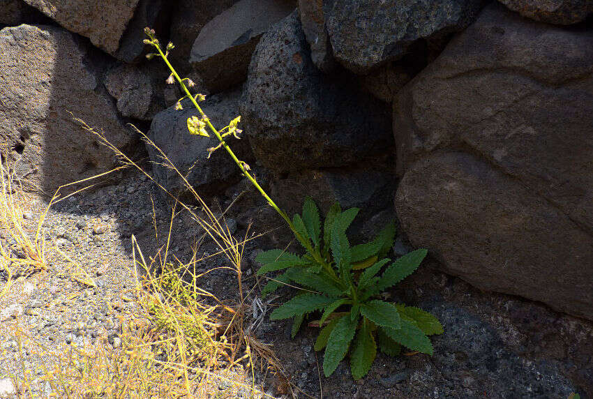 Image of Verbascum capitis-viridis Huber-Morath