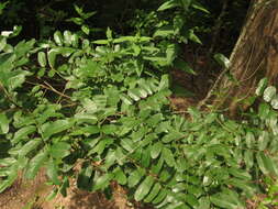 Image of shining false indigo