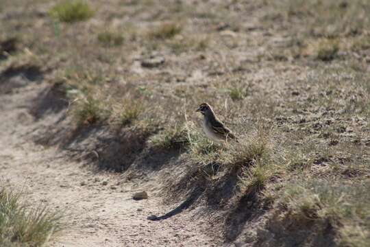 Chondestes grammacus strigatus Swainson 1827 resmi