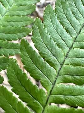 Image de Dryopteris marginata (Wall ex Christ) Christ