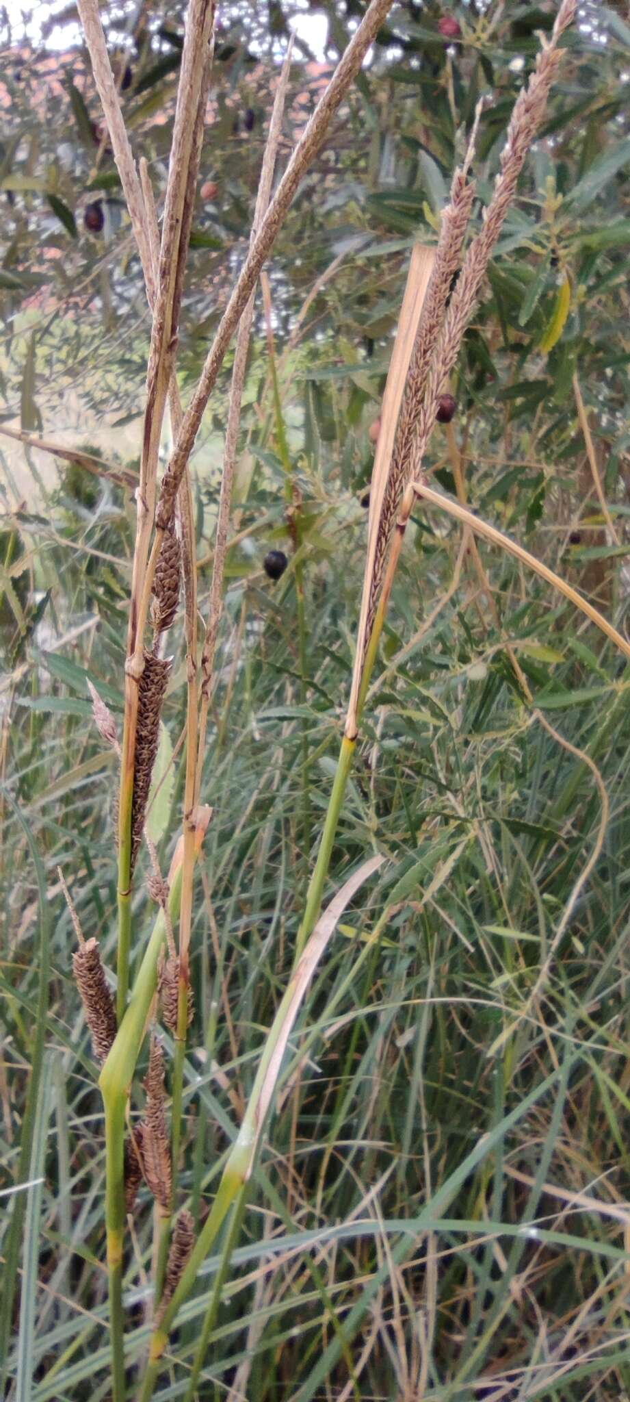 Carex hispida Willd. ex Schkuhr resmi