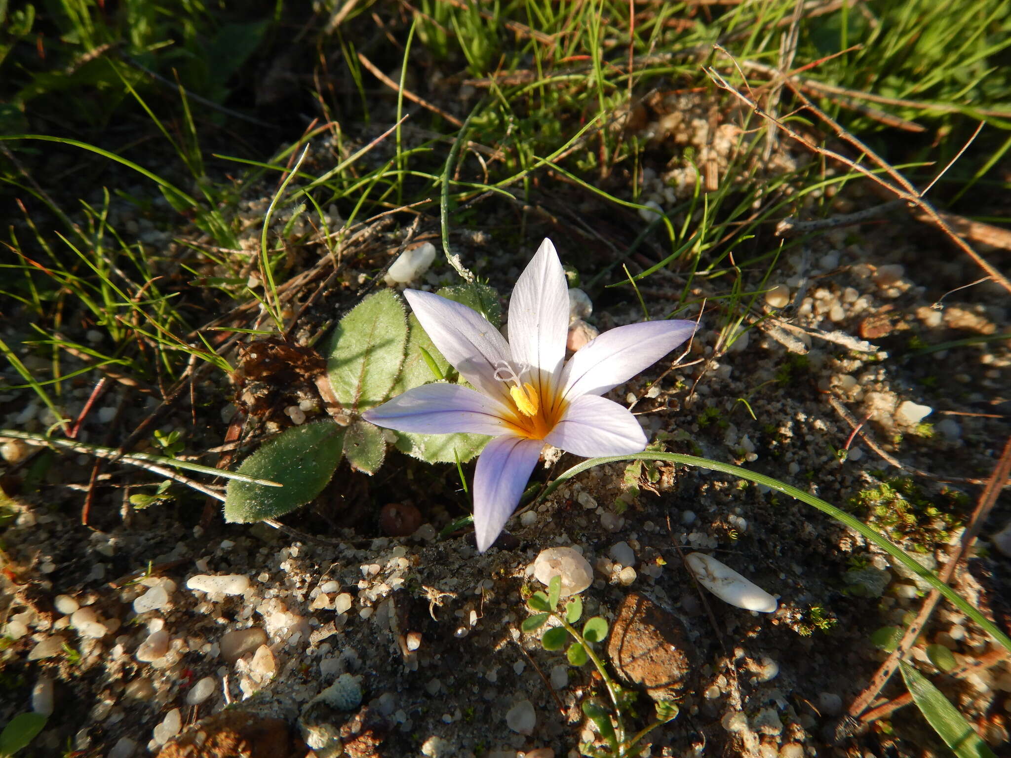 Image of crocus-leaved ROMULEA