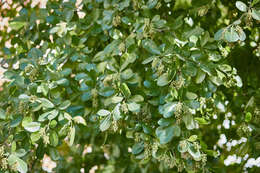 Image of Terminalia buceras (L.) Wright