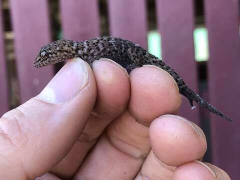 Image of Bynoe's gecko