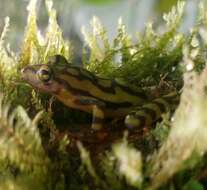 Image de Pristimantis ornatissimus (Despax 1911)