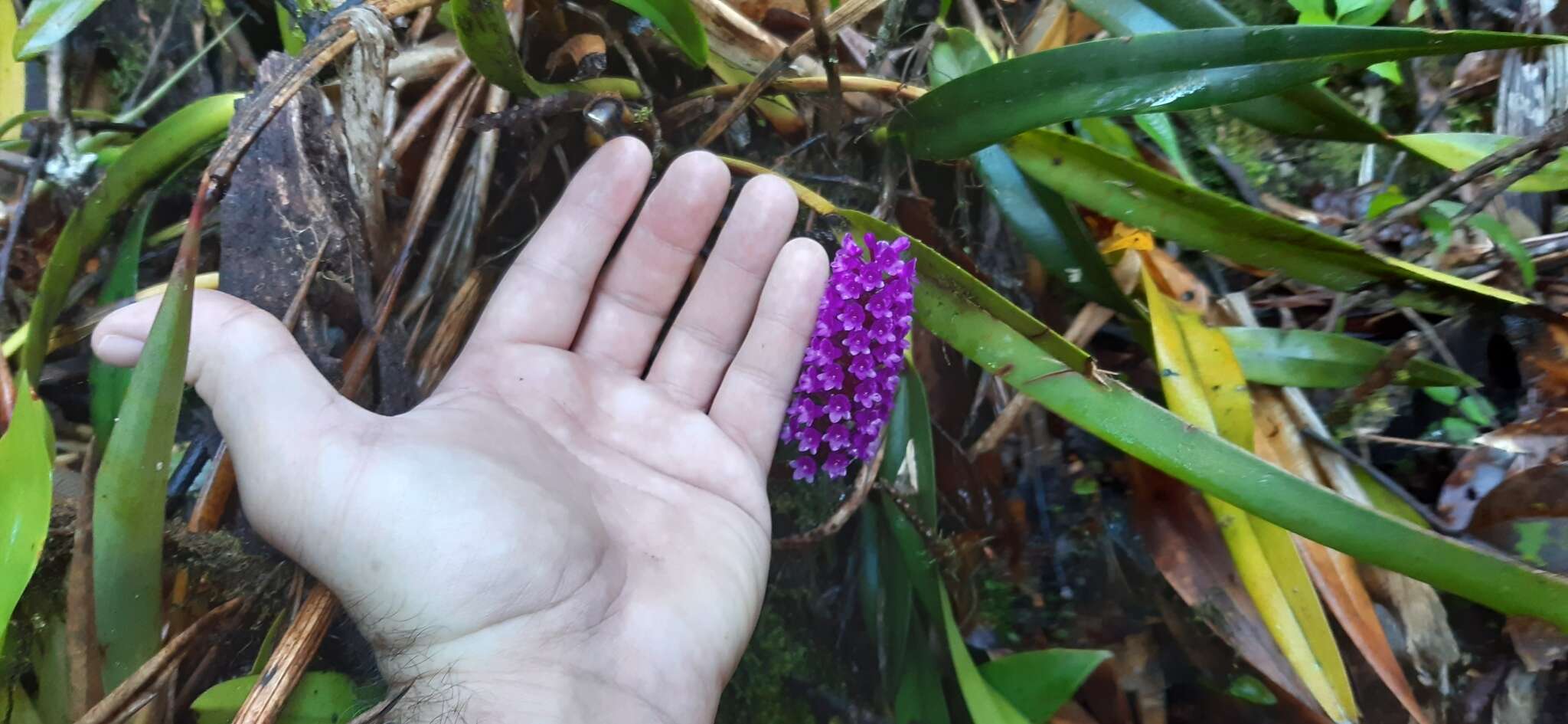 Imagem de Arpophyllum giganteum subsp. medium (Rchb. fil.) Dressler