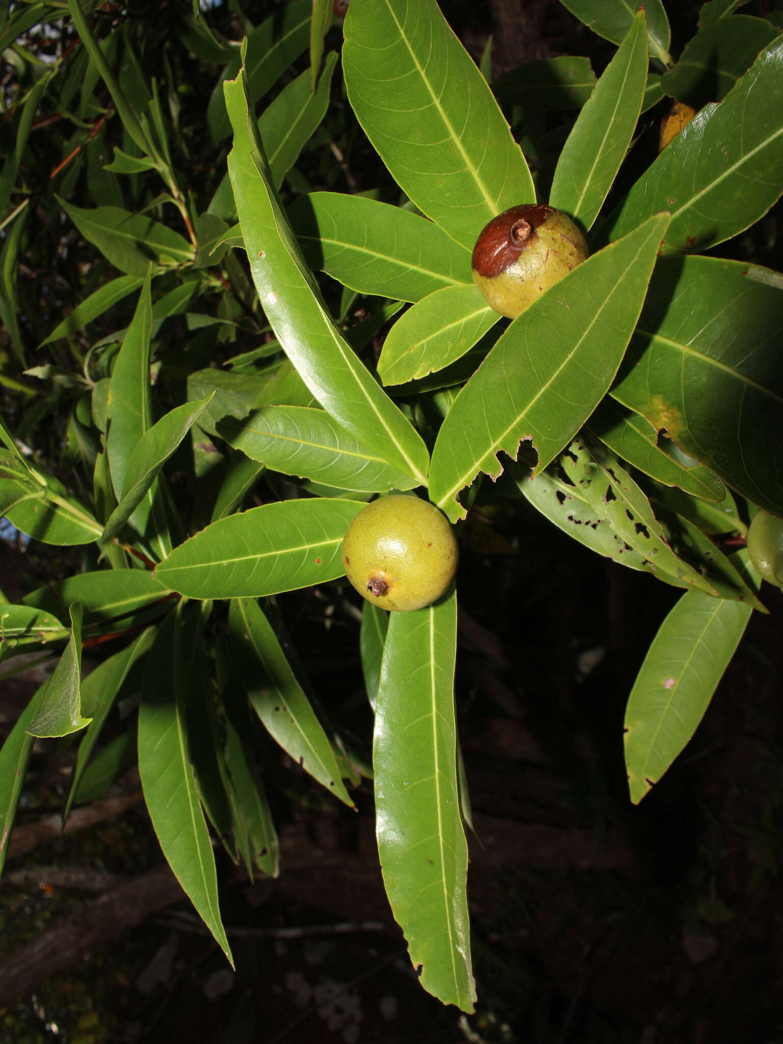 Image of Alibertia edulis (Rich.) A. Rich. ex DC.