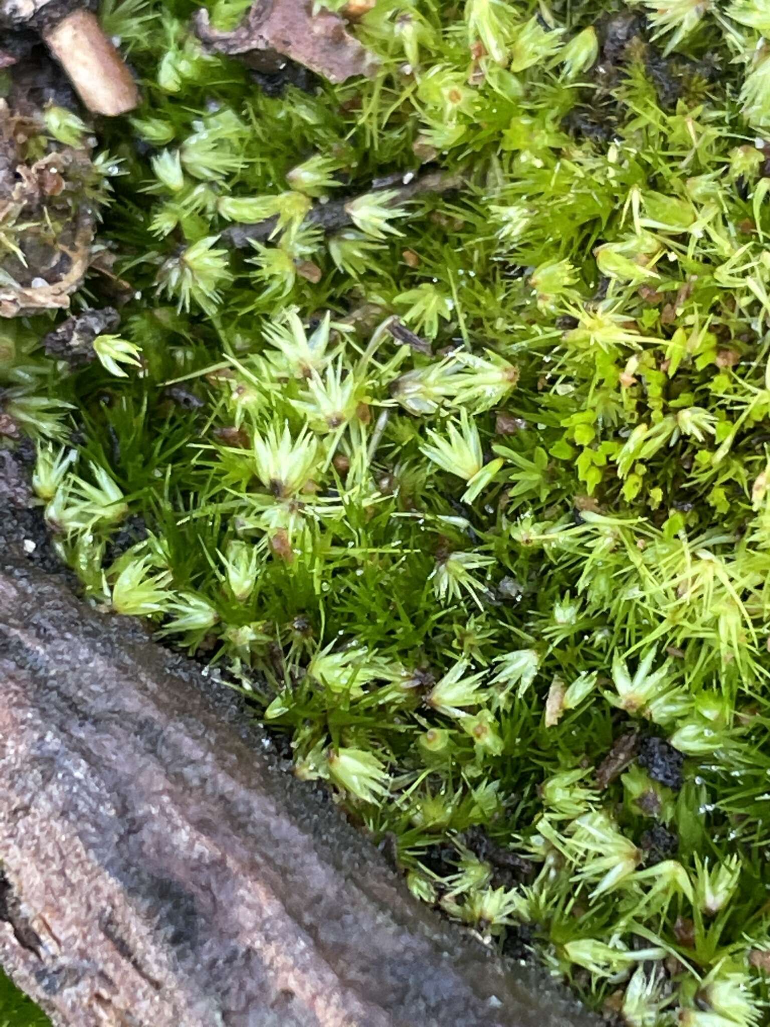 Image of rusty swan-neck moss