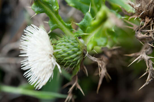 Image of Cirsium brevicaule A. Gray