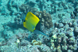 Image of Big long-nosed Butterflyfish