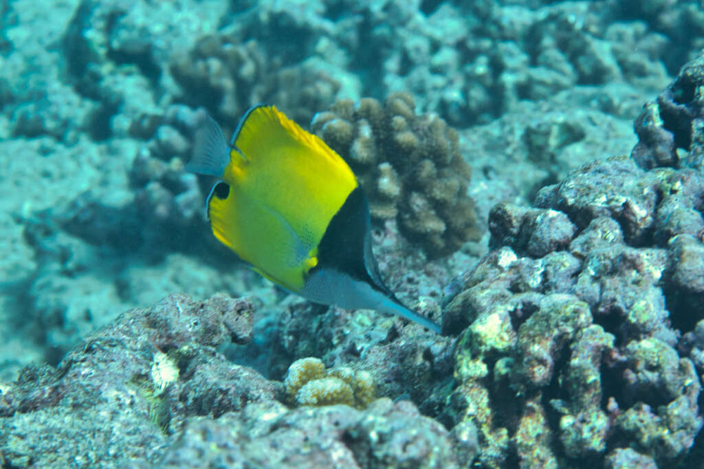 Image of Big long-nosed Butterflyfish