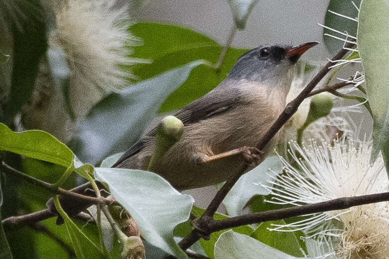 Image of Black-chinned Yuhina