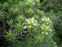 Plancia ëd Echium aculeatum Poir.