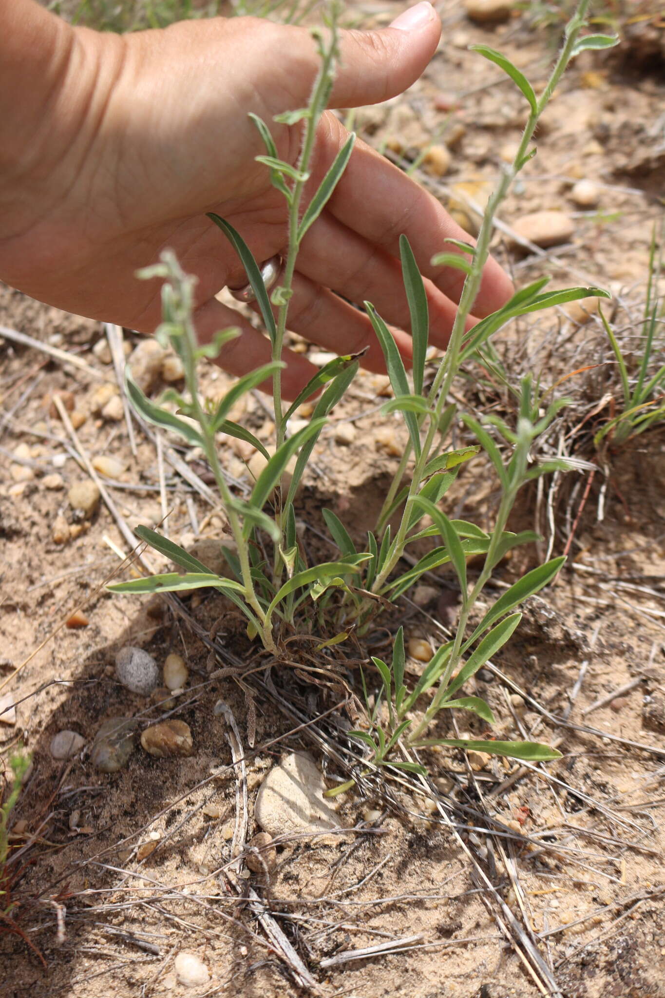 Imagem de Oreocarya suffruticosa (Torr.) Greene