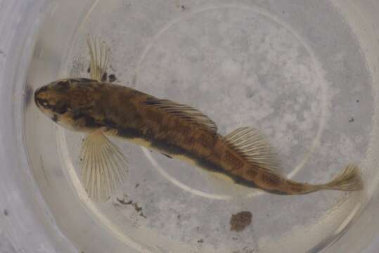 Image of Blackside Darter