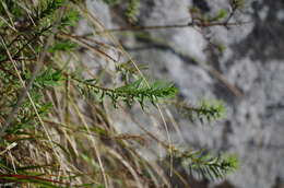 Imagem de Linum monogynum Forst. fil.