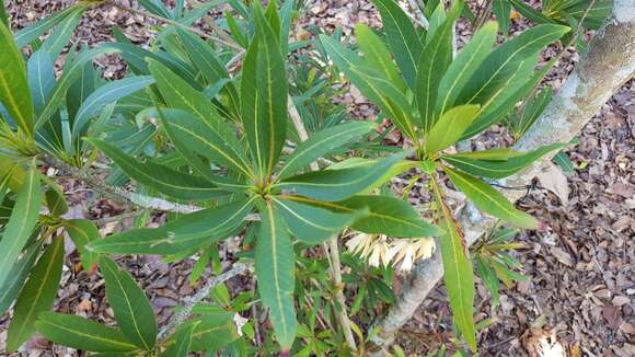 Image of Elaeocarpus hainanensis Oliv.