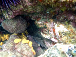 Image of Orange cardinalfish