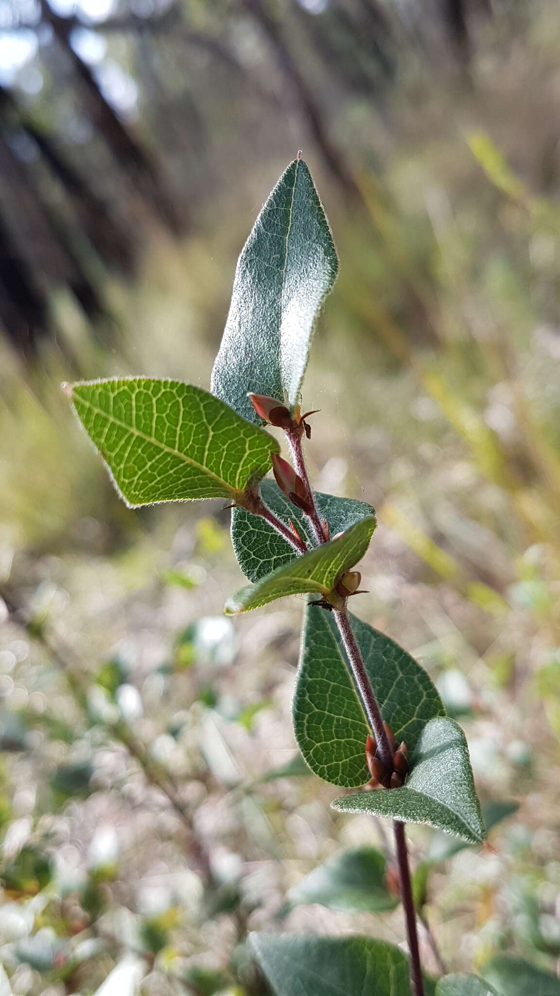 Image of Platylobium montanum subsp. montanum