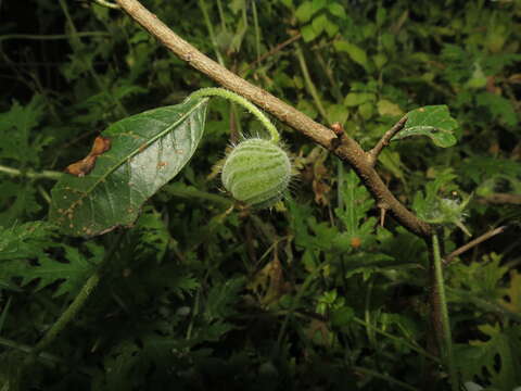 Image of Blumenbachia insignis Schrad.