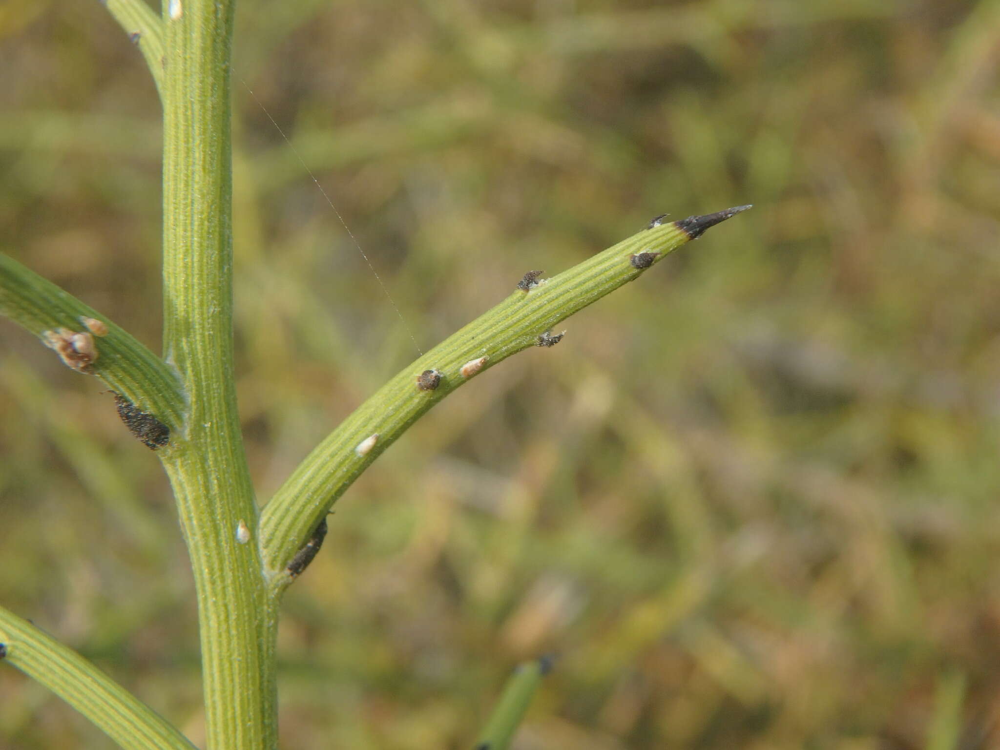 صورة Genista fasselata Decne.