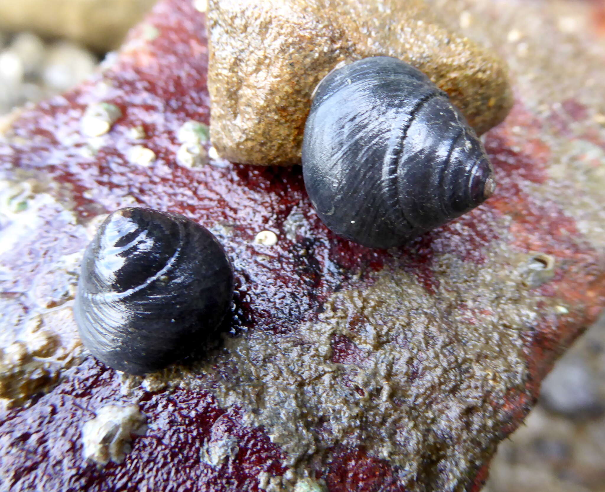 Image of Black Top Shell