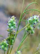 Plancia ëd Dalea filiformis A. Gray