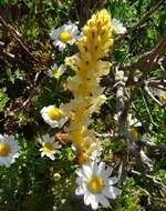 Image of Orobanche iammonensis A. Pujadas & P. Fraga